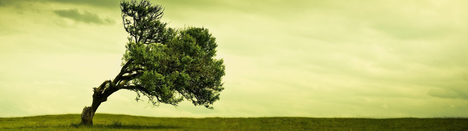 dual screen landscape nature tree plant field grass green color widescreen dualmonitor dualscreen 2k 4k