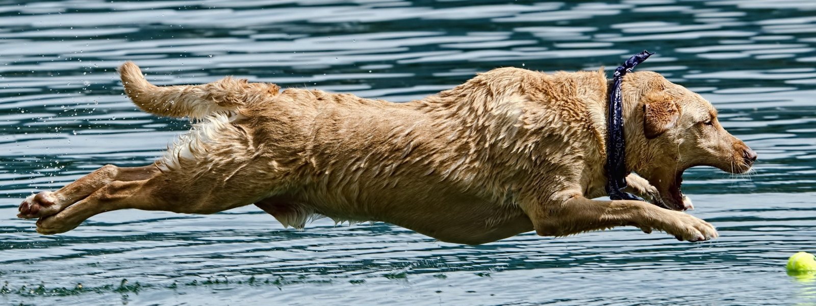 dual monitor multi screen Widescreen animal themes widescreen dualmonitor dualscreen 2k