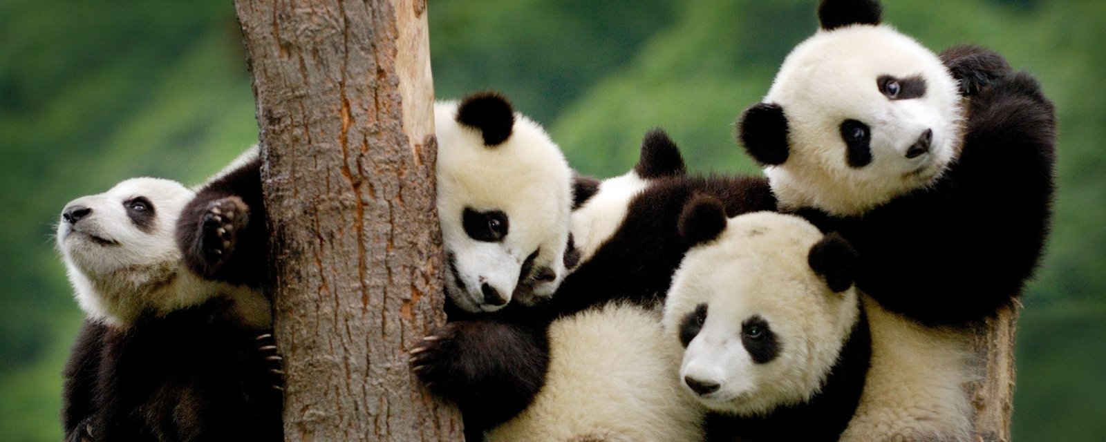 dual monitor multi screen Widescreen panda animal themes widescreen dualmonitor dualscreen 2k