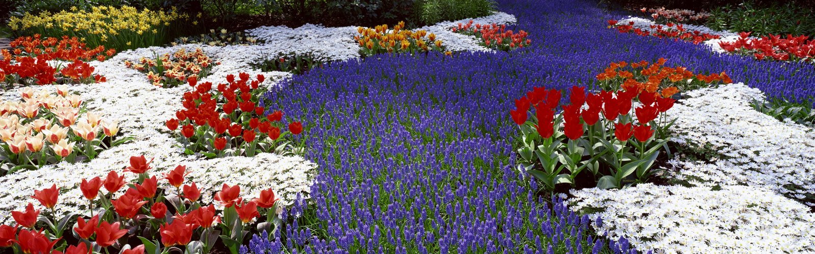 red tulip field flowers spring tulips daffodils dual screen widescreen dualmonitor dualscreen 2k 4k