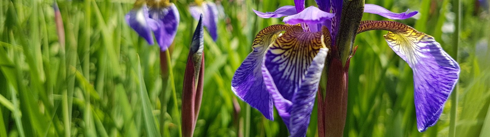 Wallpaper Dual Screen Iris Meadow spring flower beautiful widescreen dualmonitor dualscreen 2k 4k