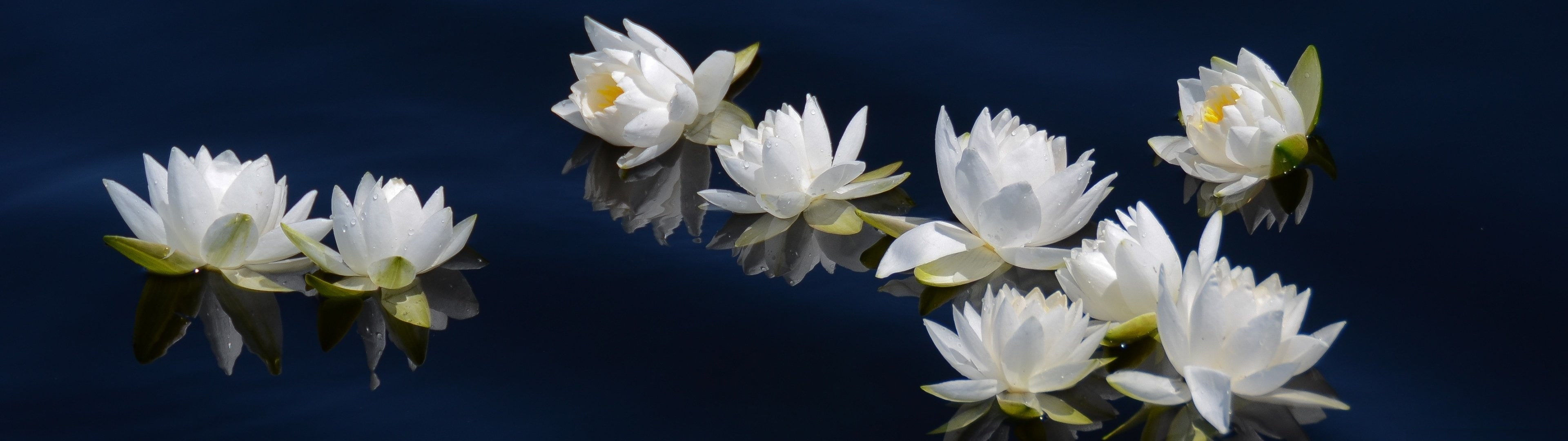 white flowers water Lily dual multi screen monitor multiple widescreen dualmonitor dualscreen 2k 4k