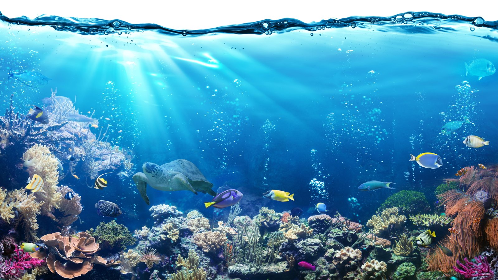 coral reef fish ocean water underwater fishes sea stony 77 2k 4k 5k 8k