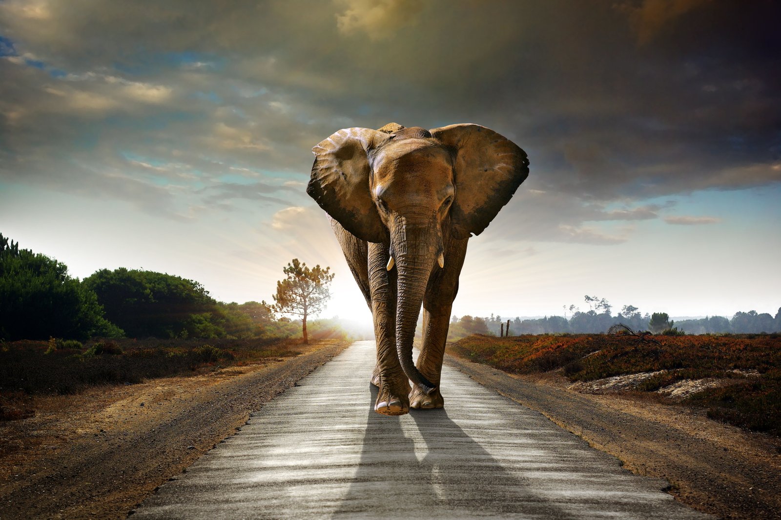elephant animals hd road walking cloud sky 2k 4k 5k 8k