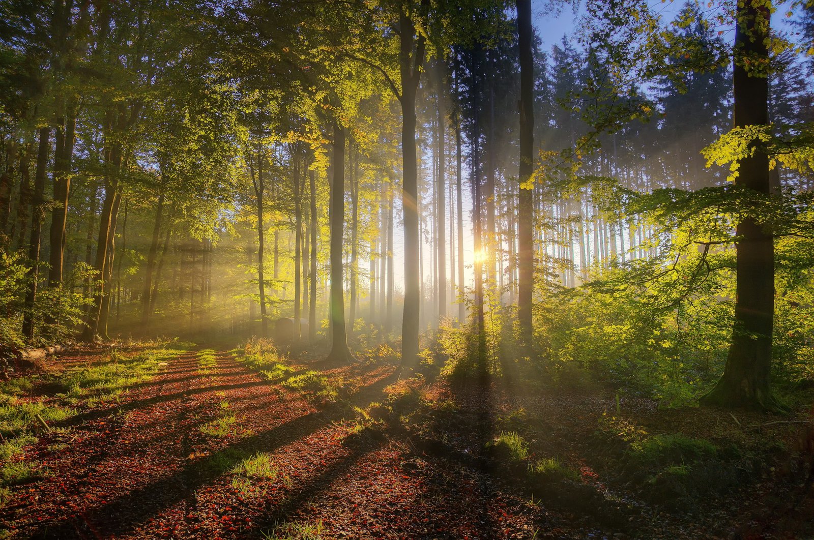 forest trail landscape photograph sun rays in trees 2k 4k