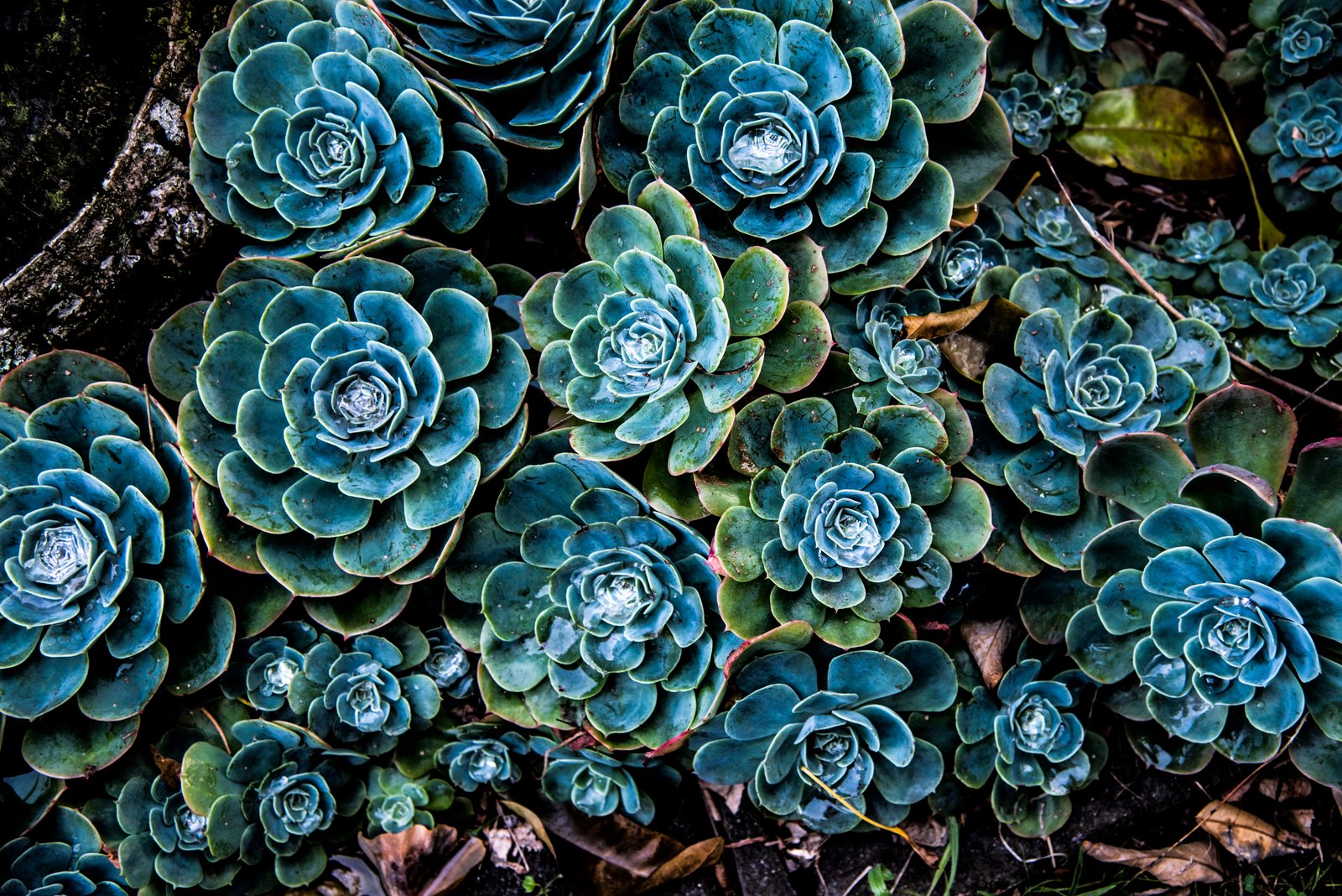 green and blue succulent plants pattern ornament fractal flower 2k 4k 5k