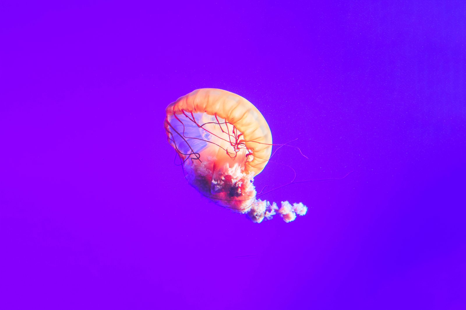 Jellyfish Underwater Aquarium Gradient 2k 4k 5k 8k 10k