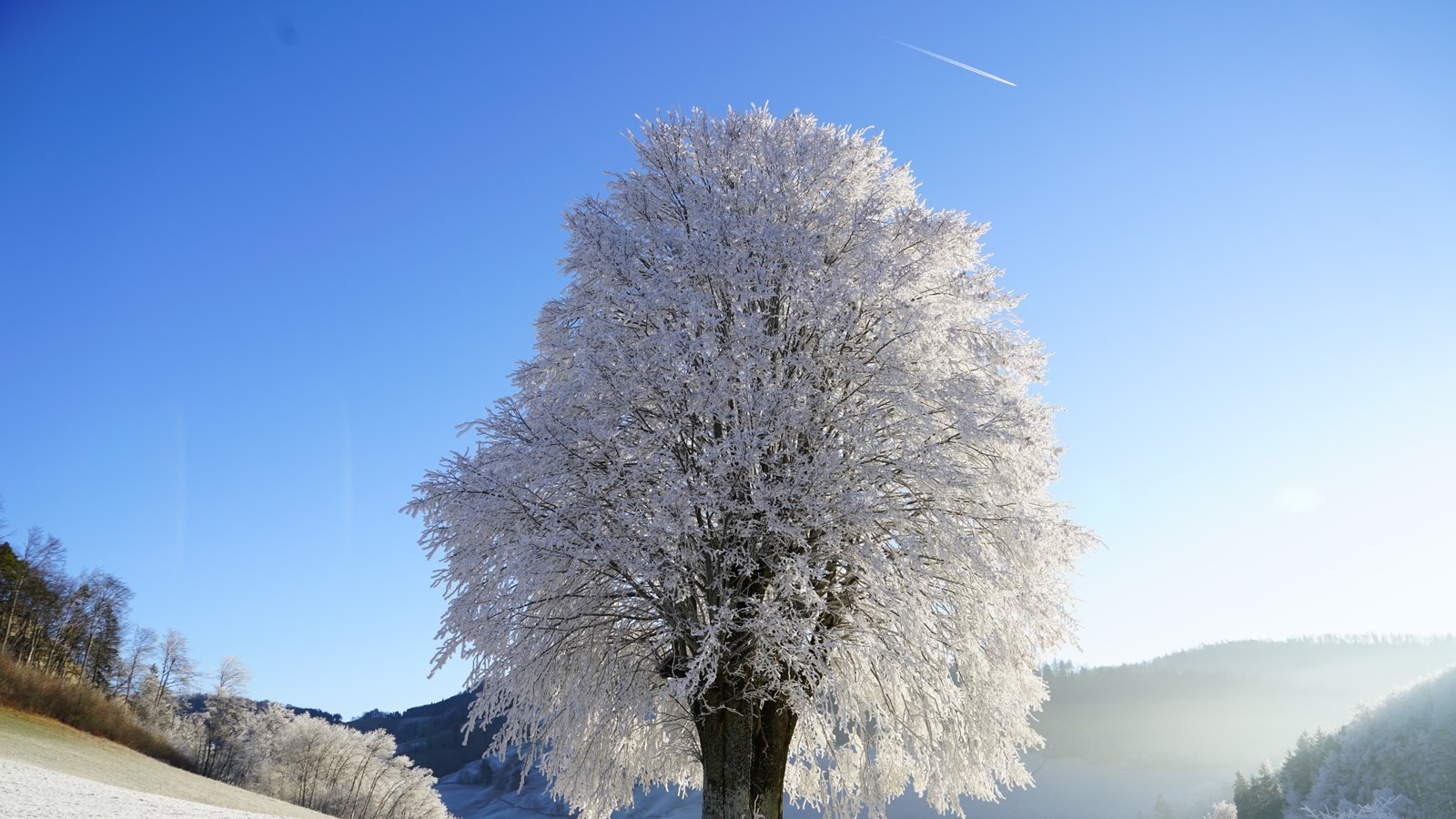 sunlight uhd lonely tree ice mountain landscape cloud 2k 4k 5k 8k