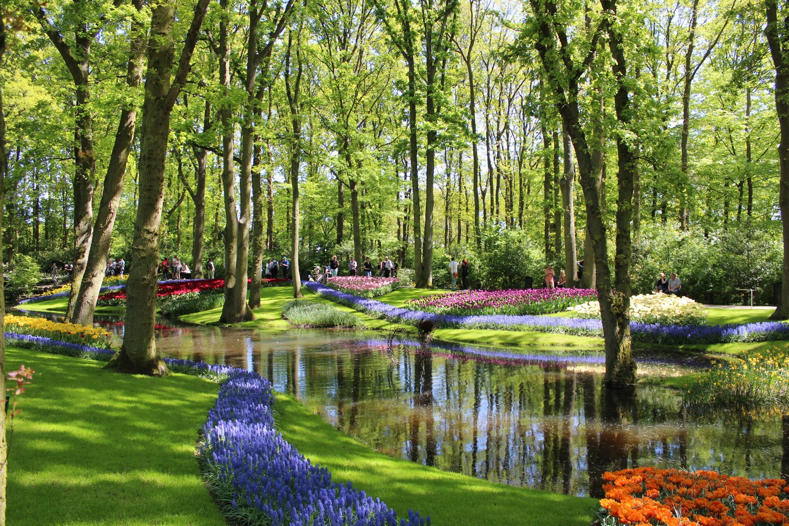 tulips park netherlands keukenhof garden flower flowers 2k 4k 5k