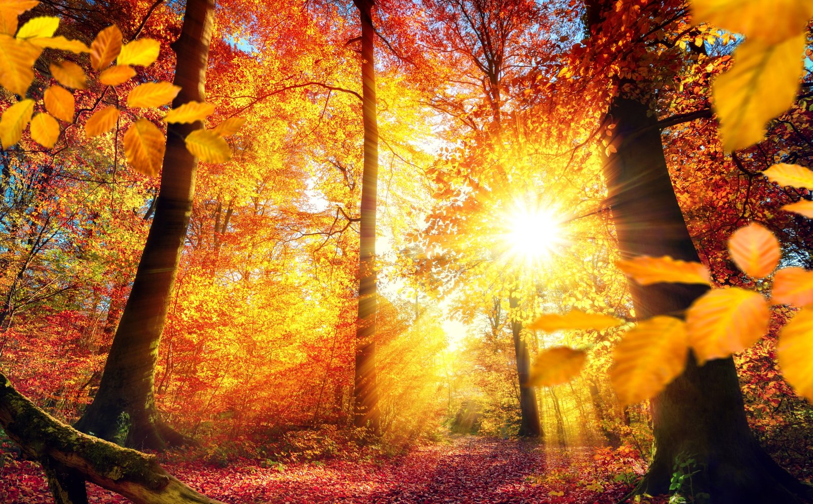 Autumn in Germany brown leaf trees Seasons Nature Beautiful 2k 4k 5k