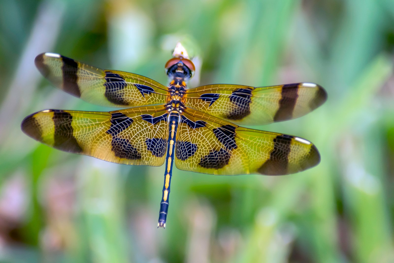 green and black dragonfly during daytime halloween pennant 2k 4k 5k