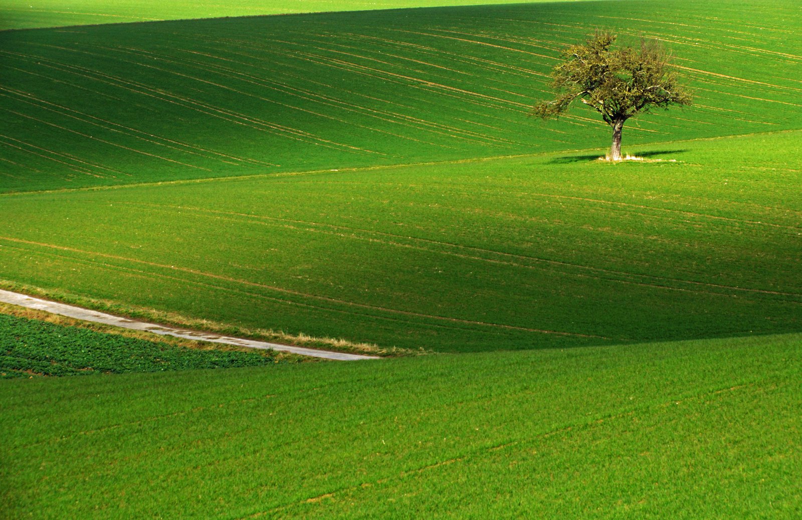 green lawn grass field Feld Land 2k 4k 5k