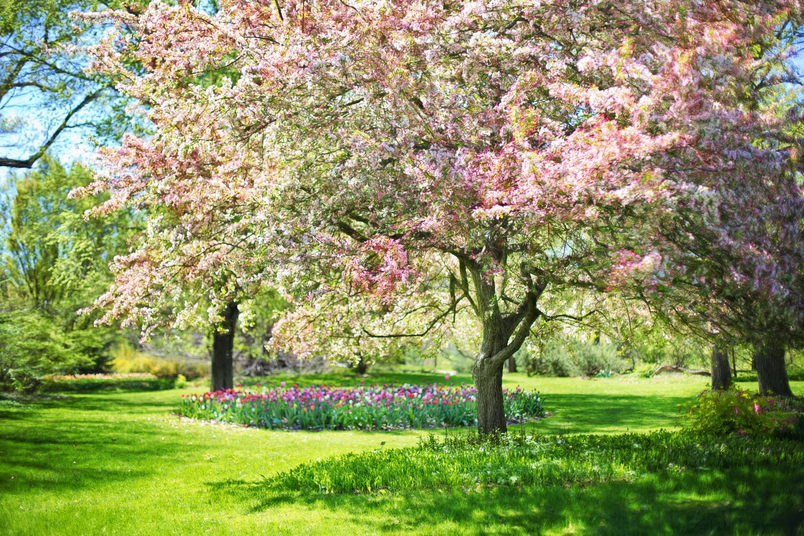 pink trees spring flowers nature blossoms blossoming 2k 4k 5k