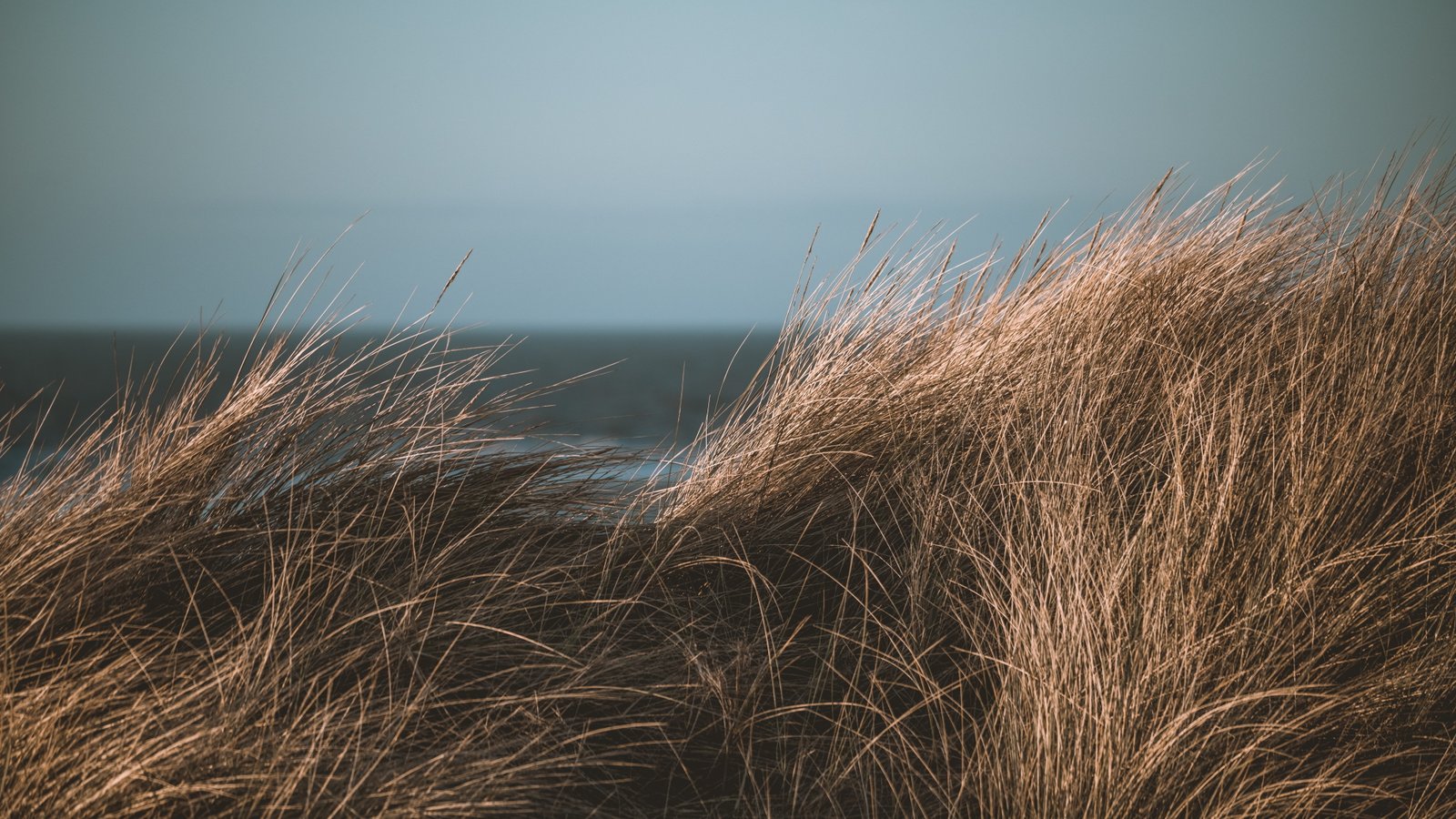 shallow focus photography of brown grass long landscape 2k 4k 5k 8k