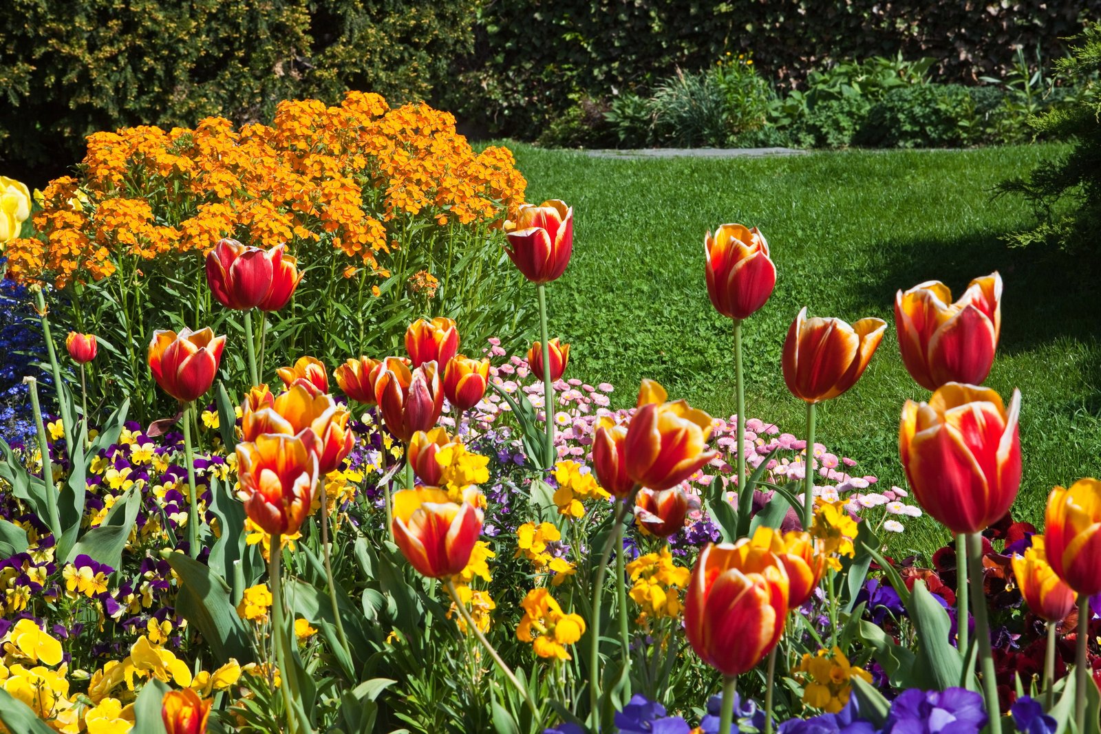 Tulips HD flower 2k 4k 5k
