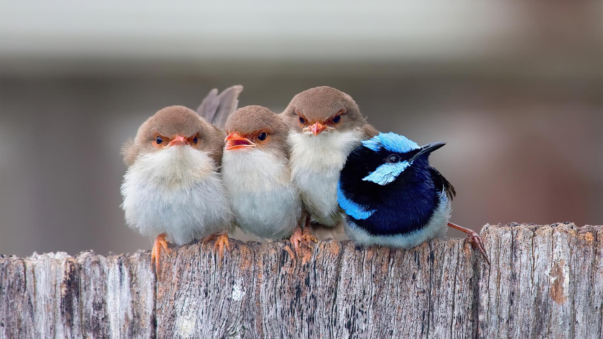 Cute Cuddling Birds Desktop Wallpaper 2k