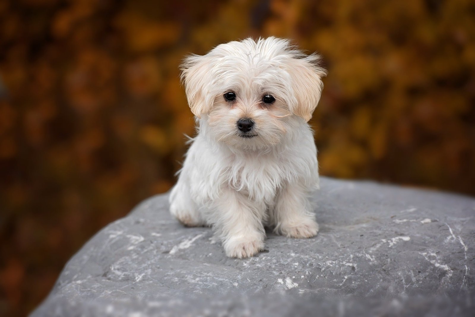 cute puppy 2k