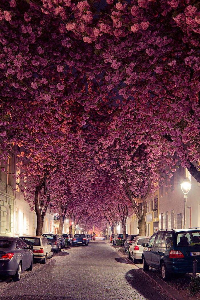 beautiful cherry blossoms mobile wallpaper