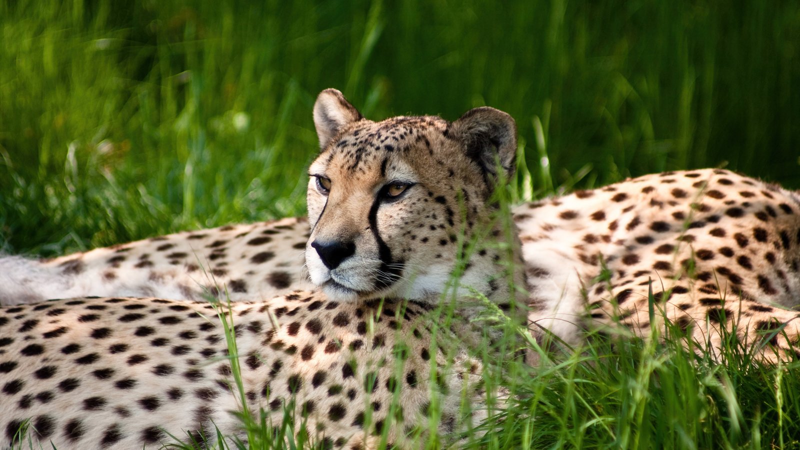 Cheetah Landscape Scenery 2k 4k