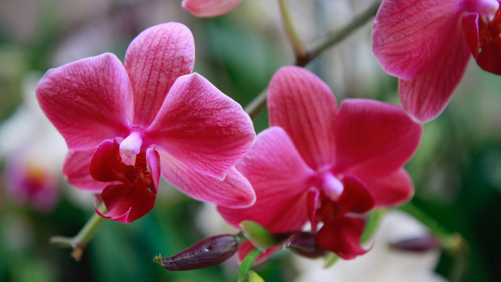 Orchid Flower from Chicago Botanical Garden 2k