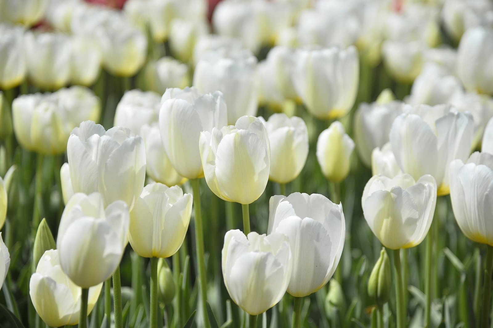tulips flowers plants 2k