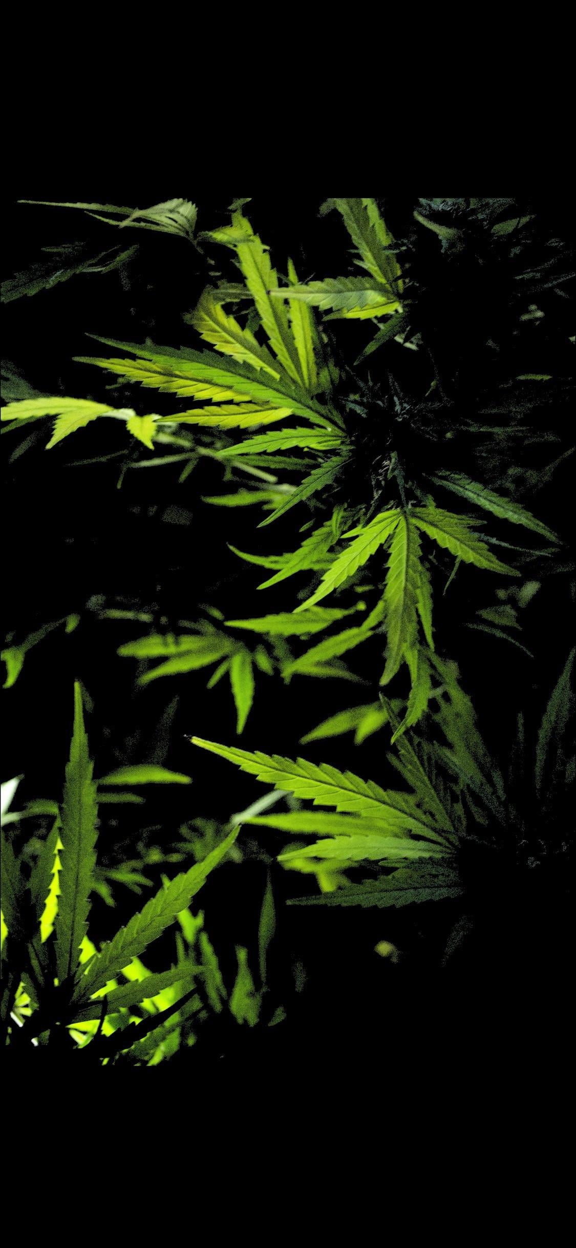 Green Magic amoled wallpaper 4k