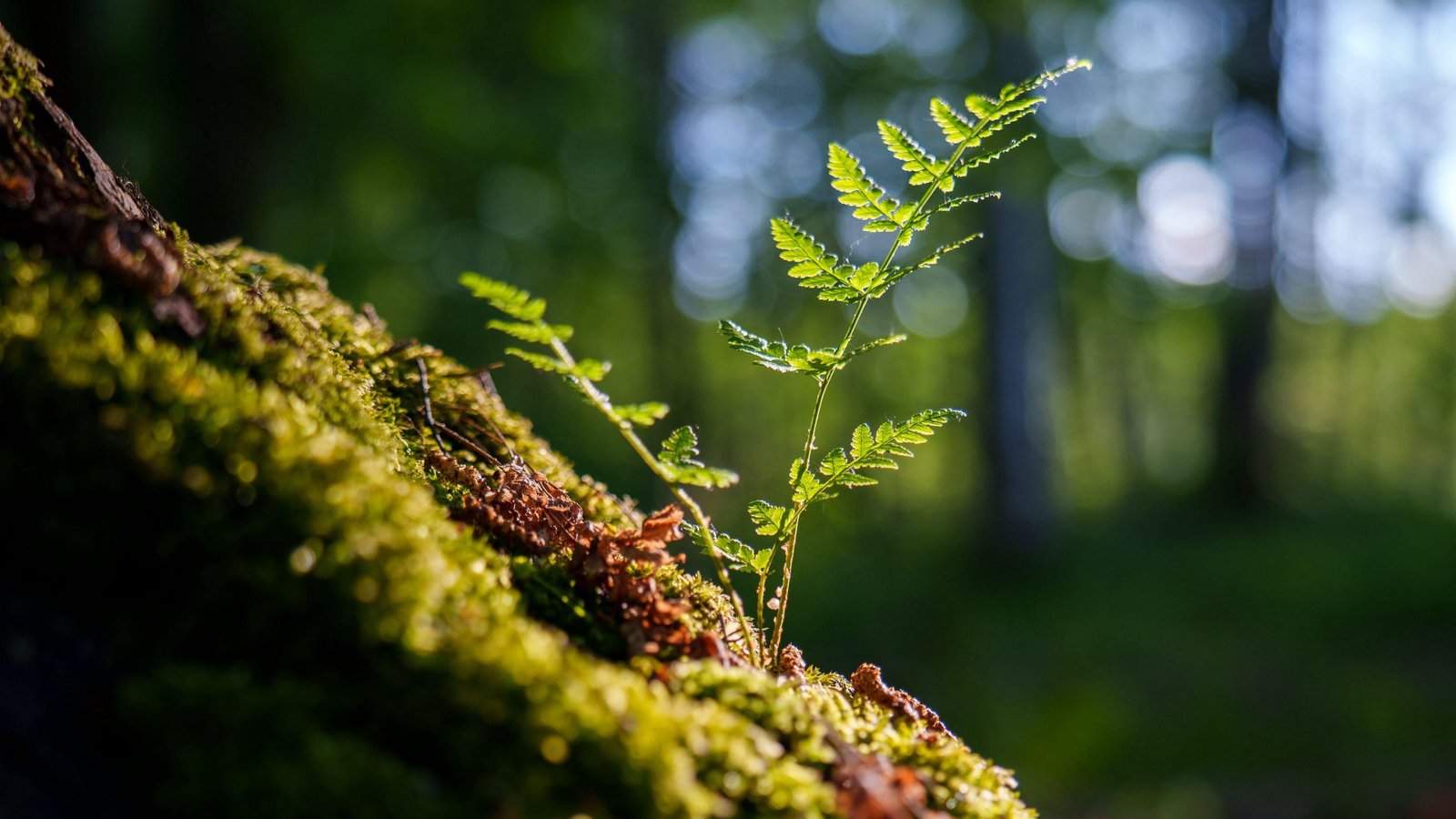 Sprouting Leaves 2k 4k