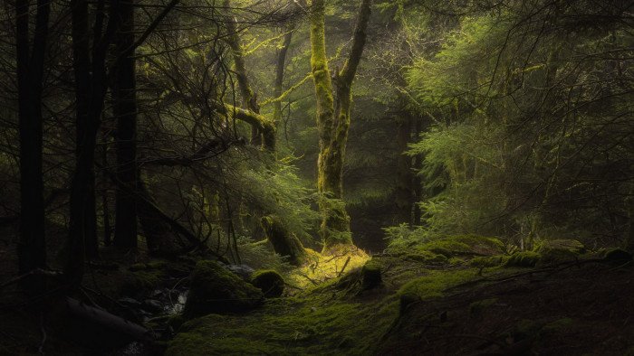 Along The Forest Path 2k