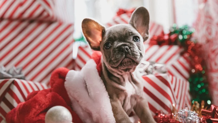dog christmas holidays cute puppy animal decoration 2k