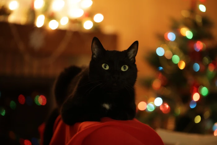 christmas cat tree holiday swag black domestic 2k 4k 5k