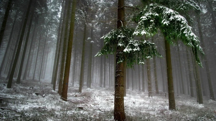 brown tree trees covered with snow nature leaves branch forest