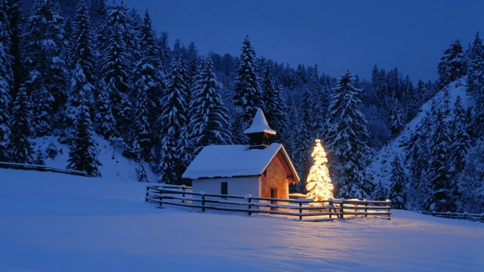 snow covered house near pine trees at nighttime Christmas Tree