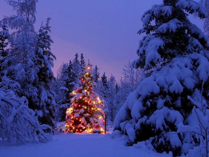 pine tree and string lights Christmas Tree winter