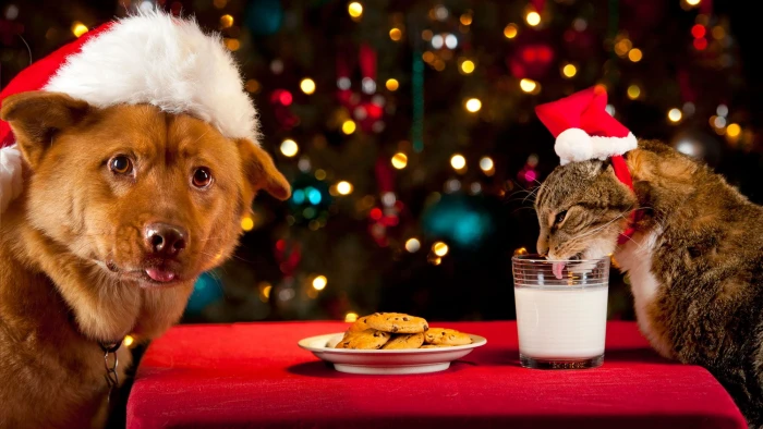 Animal Cat and Dog Christmas Lights Pet 2k