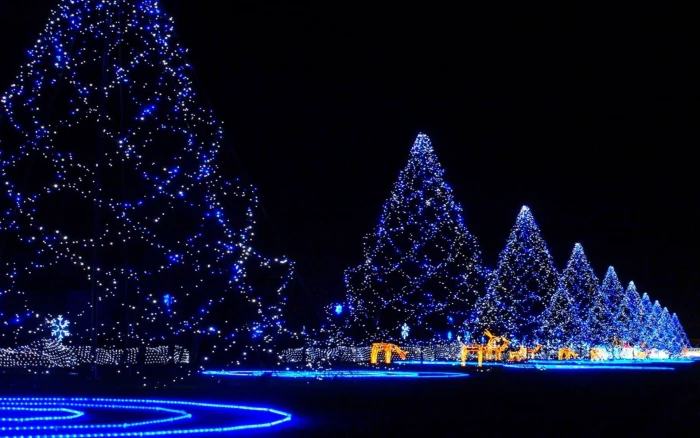 Christmas trees covered in lights blue christmas holidays