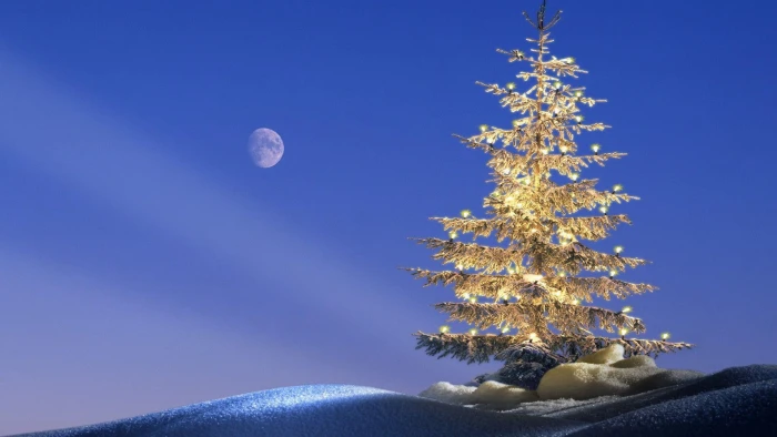 Moon light over Christmas tree christmas under full moon