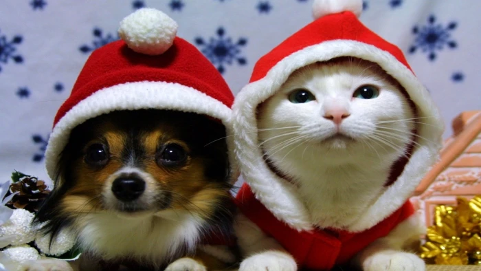 Holiday Christmas Cat Dog Santa Hat animal themes pets