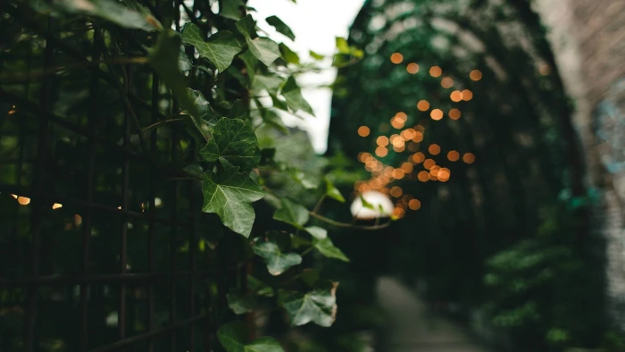 green plant shallow focus photography of vines on black wrought iron fence