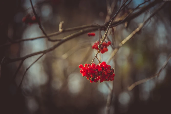 autumn blur Viburnum tree 2k 4k 5k
