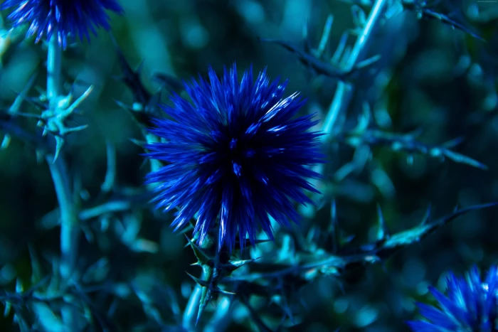 flowers Chardon blue 2k 4k 5k