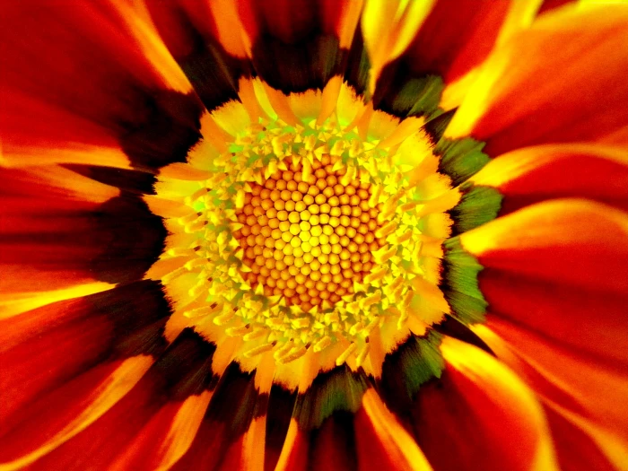 flowers Saffron macro 2k 4k