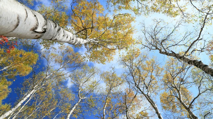 for desktop tree plant low angle view branch nature 2k 4k 5k 8k