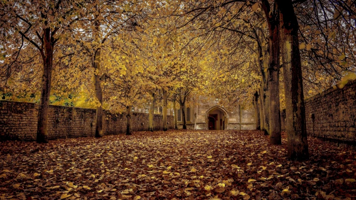 landscape hd tree plant autumn change part leaf 2k 4k 5k 8k