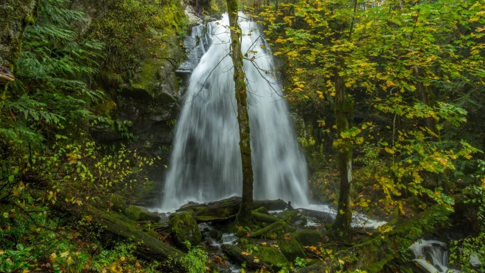 desktop waterfall tree forest plant motion scenics nature 2k 4k 5k 8k