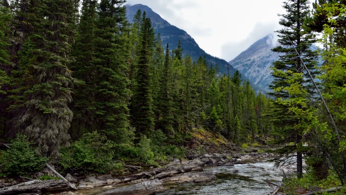 nature tree beauty in plant tranquility tranquil scene 2k 4k 5k 8k