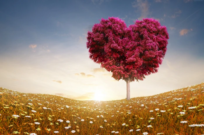 tree sun love Meadows 2k 4k 5k