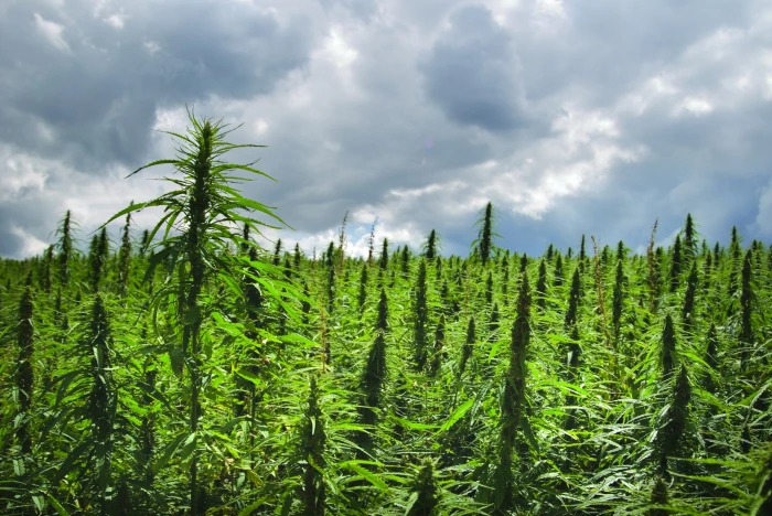 cannabis drug drugs marijuana nature plant psychedelic 2k