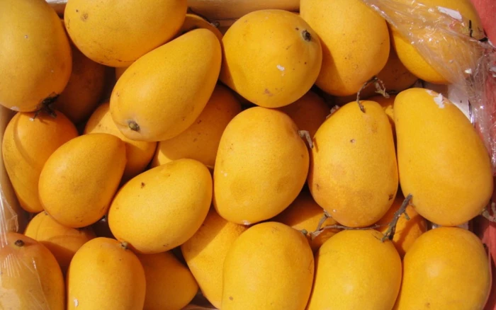 fruit mango nature