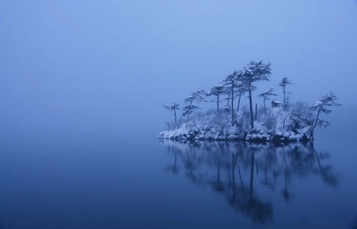 tree near body of water wallpaper nature landscape winter