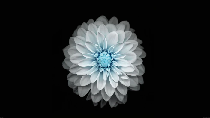 white and blue petaled flower flowers black simple background 2k